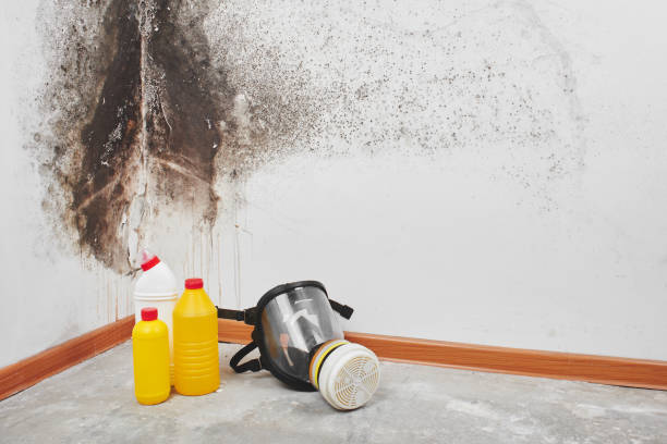 Best Home Mold Removal  in Ferguson, MO