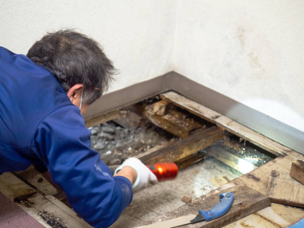 Professional Mold Removal in Ferguson, MO