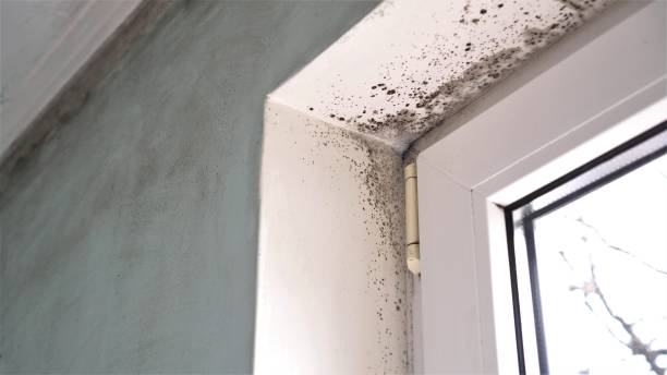 Best Attic Mold Removal  in Ferguson, MO