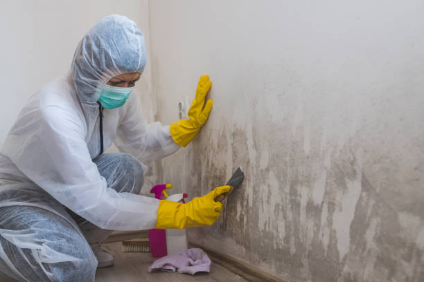Best Toxic Mold Removal  in Ferguson, MO