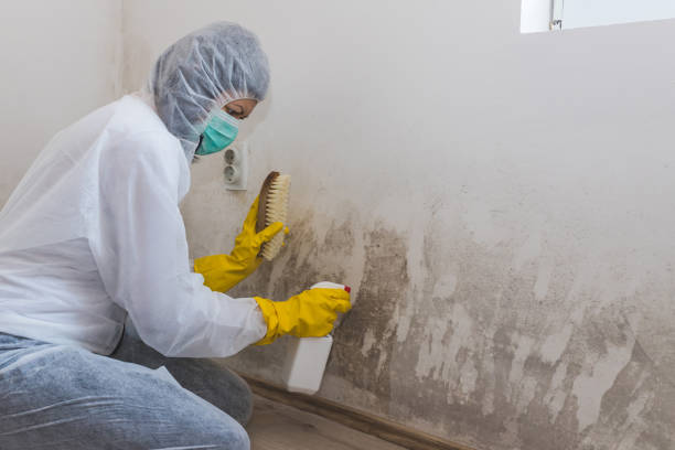 Best Mold Damage Repair  in Ferguson, MO
