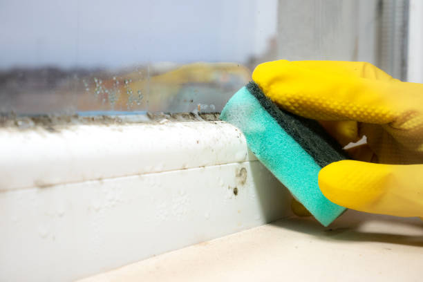 Best Mold Testing  in Ferguson, MO