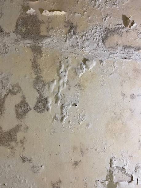 Best Mold Removal Company Near Me  in Ferguson, MO
