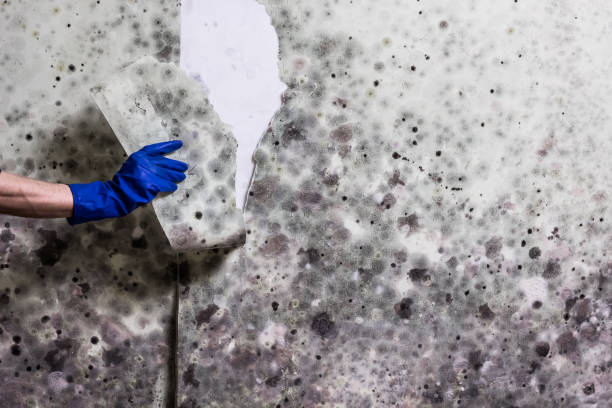 Best Commercial Mold Removal  in Ferguson, MO