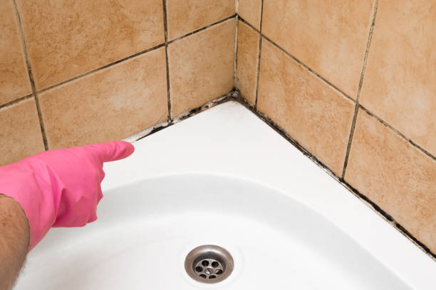 Best Mold Removal Near Me  in Ferguson, MO